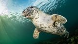 Kegelrobbe unter Wasser
