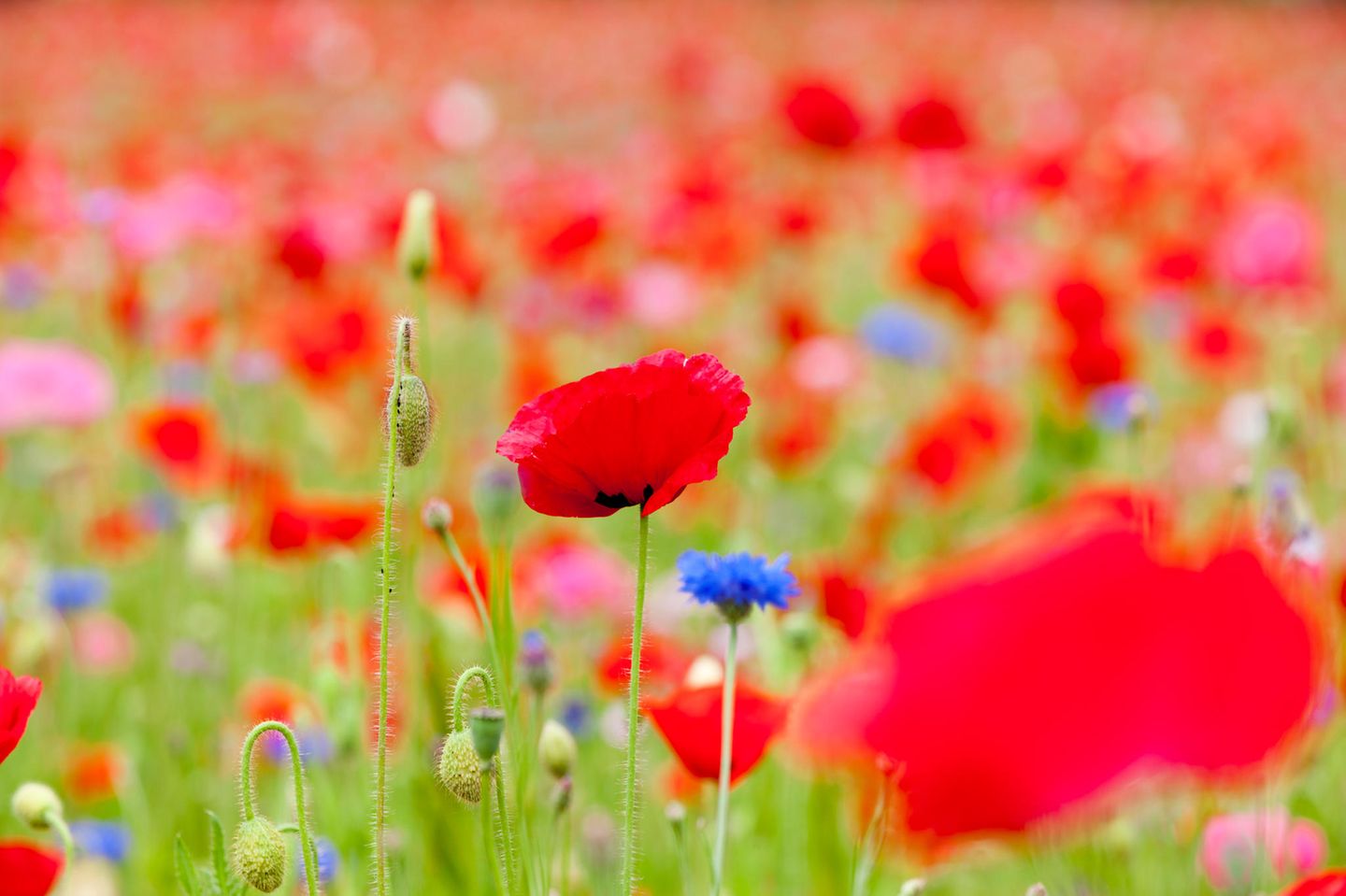 Mohnblumen