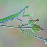 Europäische Gottesanbeterin