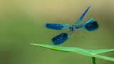 Libelle