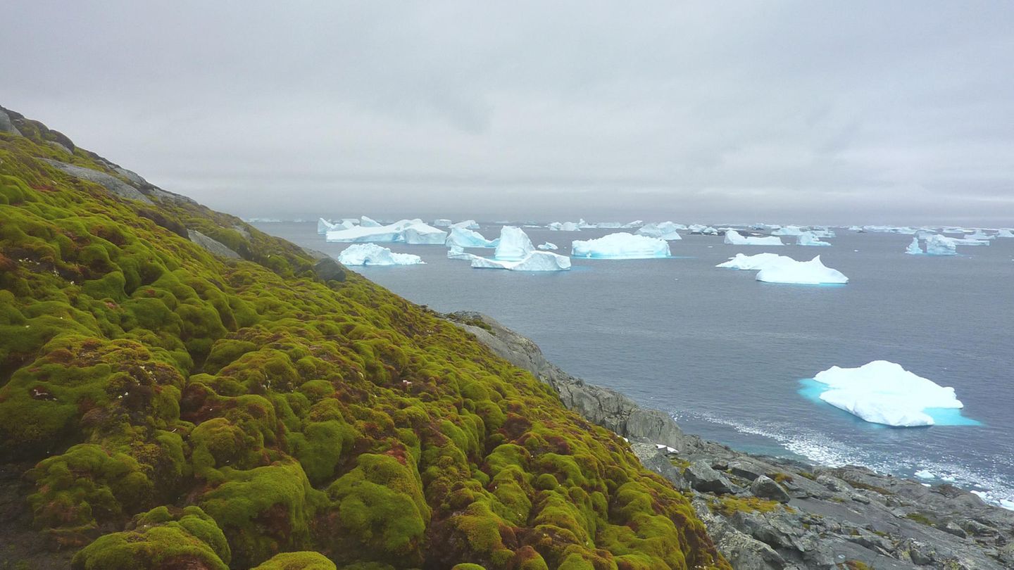 Auf Green Island im Nordwesten der Antarktischen Halbinsel wächst neben verschiedenen Moosen auch die Antarktische Schmiele (Deschampsia antarctica) – eine von nur zwei Samenpflanzenarten der Antarktis