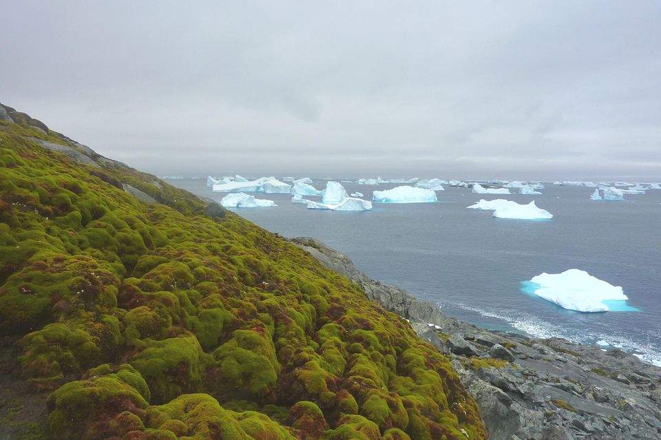 Auf Green Island im Nordwesten der Antarktischen Halbinsel wächst neben verschiedenen Moosen auch die Antarktische Schmiele (Deschampsia antarctica) – eine von nur zwei Samenpflanzenarten der Antarktis