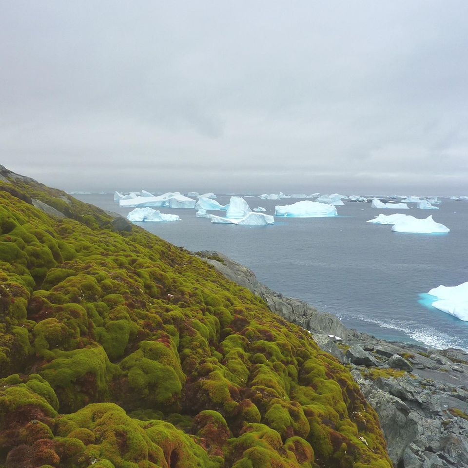 Auf Green Island im Nordwesten der Antarktischen Halbinsel wächst neben verschiedenen Moosen auch die Antarktische Schmiele (Deschampsia antarctica) – eine von nur zwei Samenpflanzenarten der Antarktis