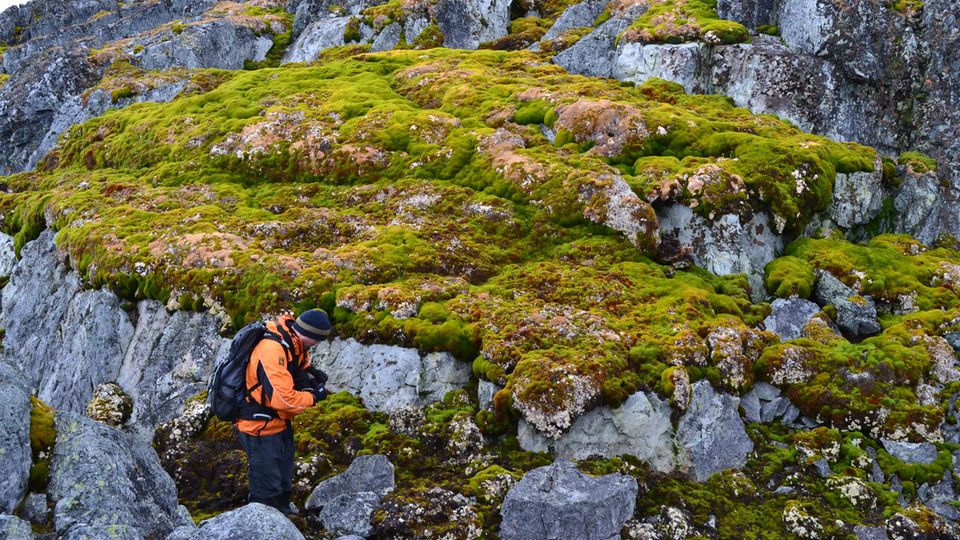 Grüne Farbtupfer auf blankem Fels: Ein Forscher nimmt Proben am Norsel Point im Nordwesten der Antarktischen Halbinsel