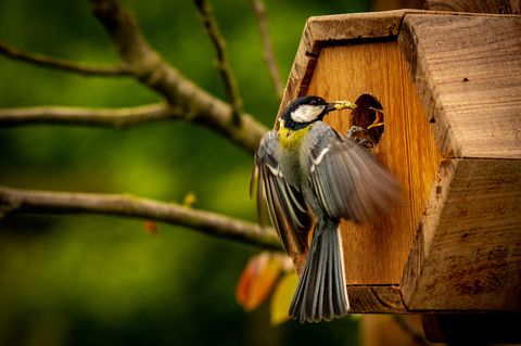 Vogel fliegt auf einen Nistkasten zu