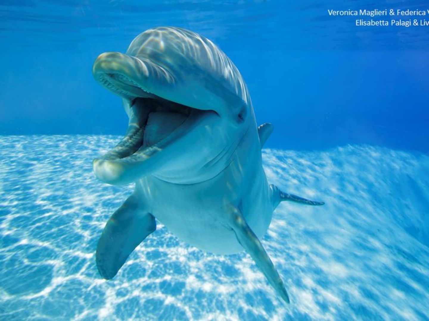 Delfin mit offenem Mund im Wasser