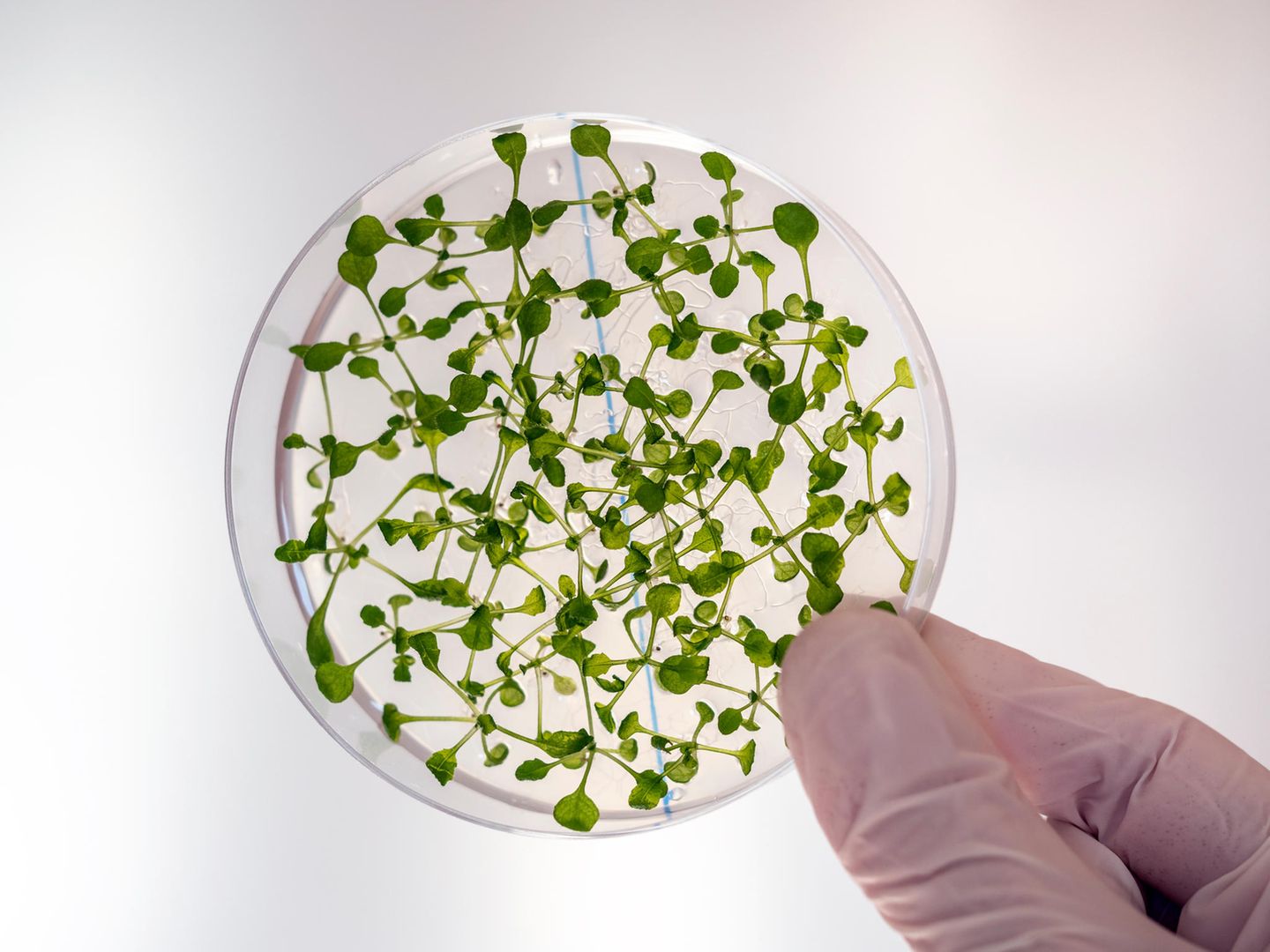 Kleine Pflanzen in wissenschaftlichem Experiment in einem Molekularbiologie-Labor