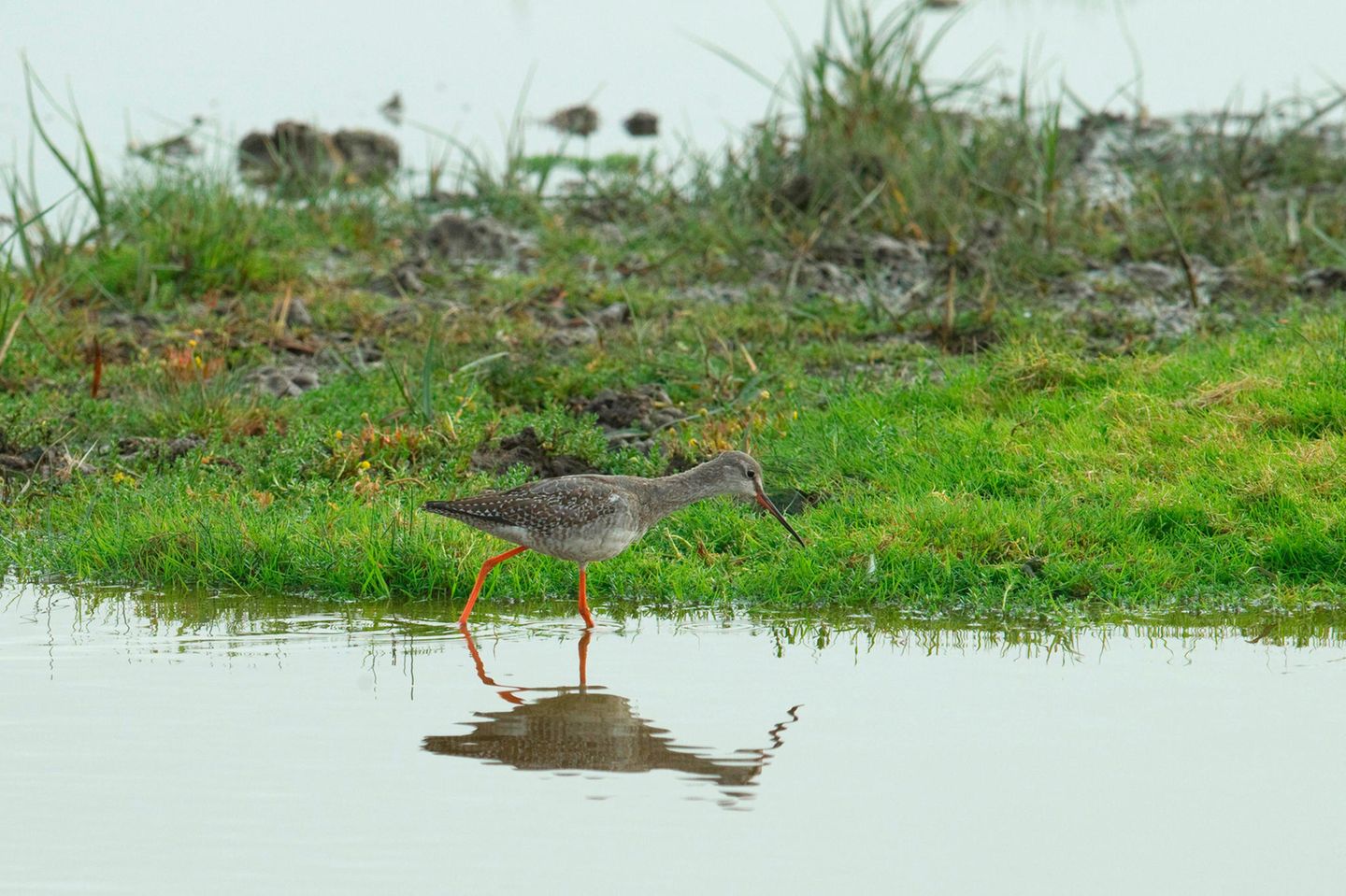 Dunkler Rotschenkel auf Futtersuche an der Küste von Fehmarn