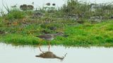 Dunkler Rotschenkel auf Futtersuche an der Küste von Fehmarn