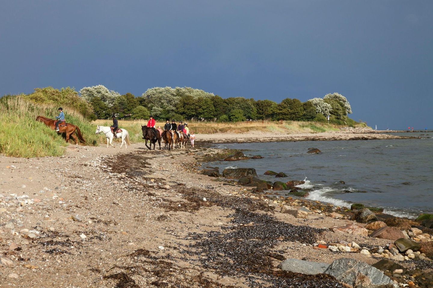 Ausreiten: Im Galopp über den Strand Reiterinnen an der Küste am Wulfener Hals auf der Insel Fehmarn