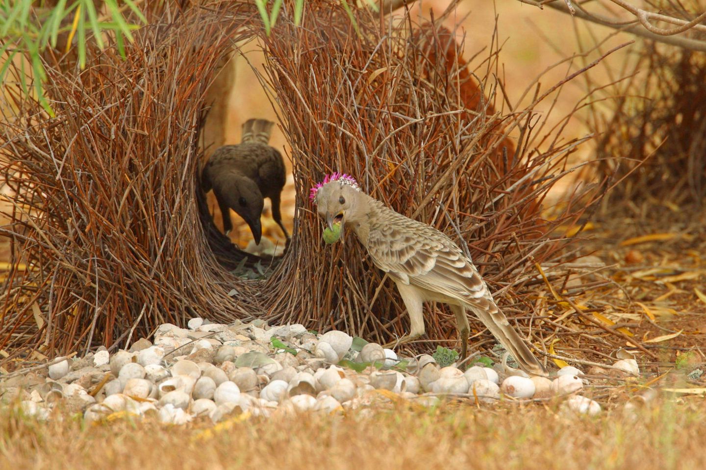 Ein Graulaubenvogel umwirbt ein Weibchen, das in einem Bau aus Zweigen sitzt