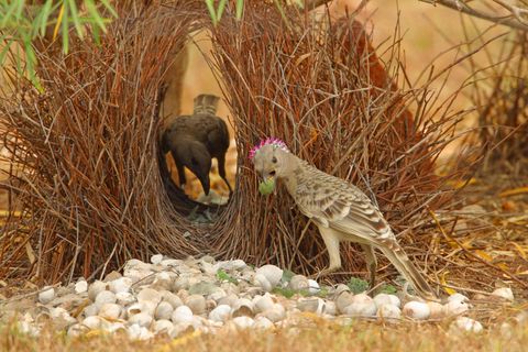 Ein Graulaubenvogel umwirbt ein Weibchen, das in einem Bau aus Zweigen sitzt