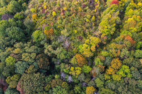 Die Auswirkungen der Klimakrise sind deutlich spürbar: Bei den häufigsten Arten – Fichte, Kiefer, Buche und Eiche – sind vier von fünf Bäumen krank