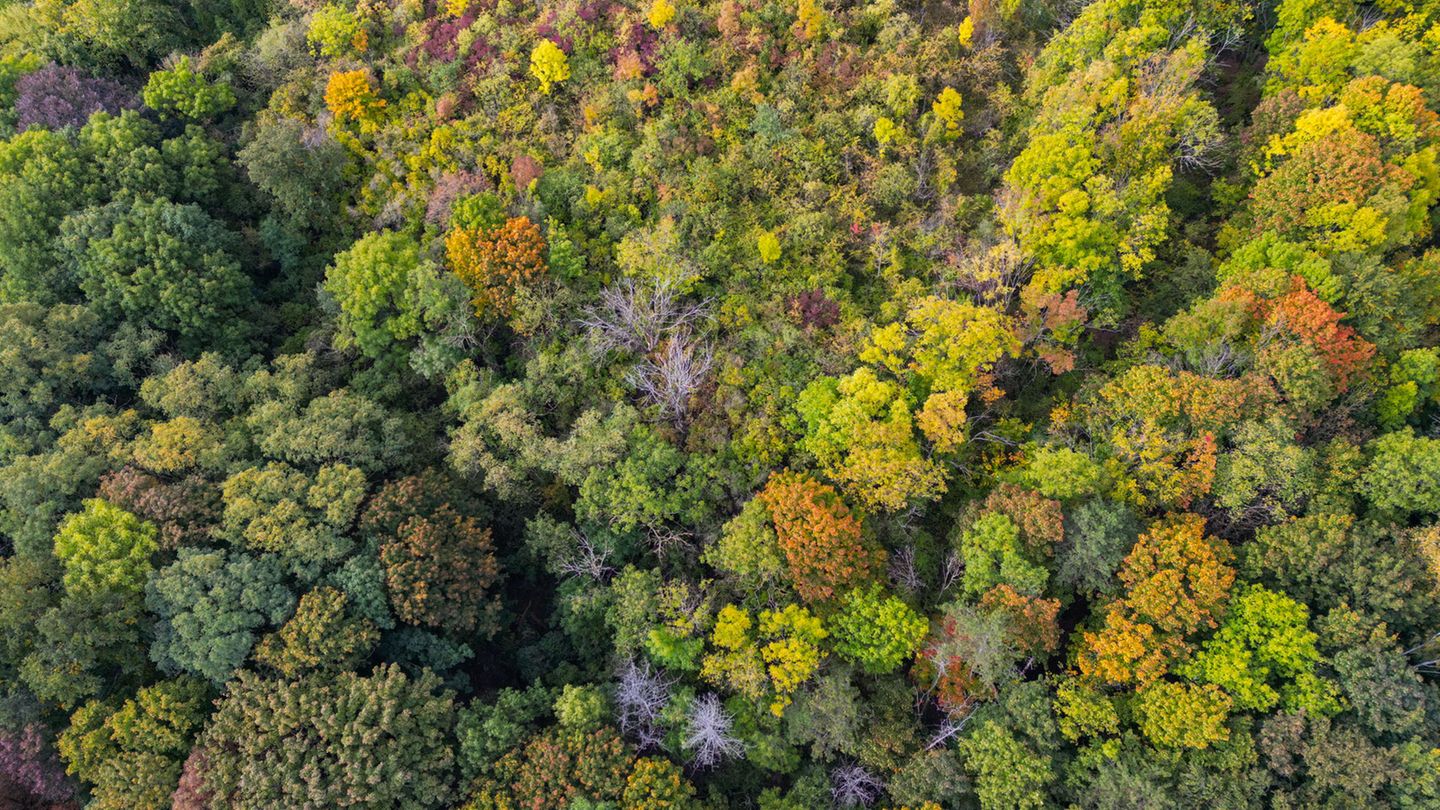 Die Auswirkungen der Klimakrise sind deutlich spürbar: Bei den häufigsten Arten – Fichte, Kiefer, Buche und Eiche – sind vier von fünf Bäumen krank