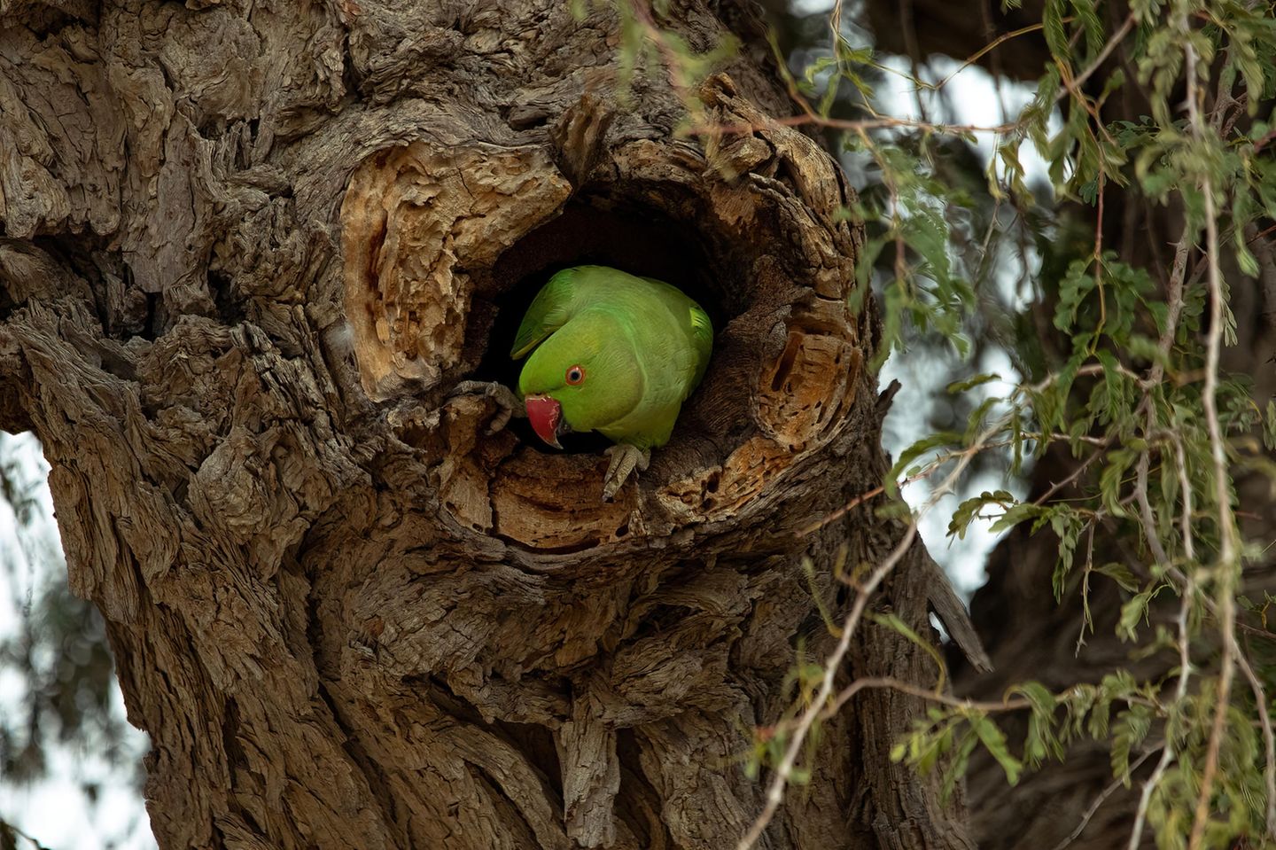 Halsbandsittich Ursprünglich zog er seine Bahnen über Savannen oder die offenen Bergwälder Asiens und Afrikas. Seit über 50 Jahren hört man aber sein "kie-ak" oder "kie-ek" in Köln. In Innsbruck konnte sich der wärmeliebende Vogel etwa durch Fütterungen eines Pensionisten und wärmende Lüftungsschächte lange Zeit in der Stadt halten. Am Anfang hielt man ihn für einen Störenfried: Da er in Baumhöhlen brütet, dachte man, er verdränge ebenfalls dort brütende Arten. So richtig bewiesen ist das nur für den Kleiber, der ohnehin nicht bedroht ist. Dagegen können die fremden Vögel sogar positive Effekte haben: Sie räumen ihre Höhlen gründlich auf, ehe Nachmieter wie zum Beispiel die Hohltaube dort einziehen. Die können sich dann ganz neu einrichten. Die Bestände der Hohltaubenarten steigen sogar im Umfeld der Sittich-Gruppen.