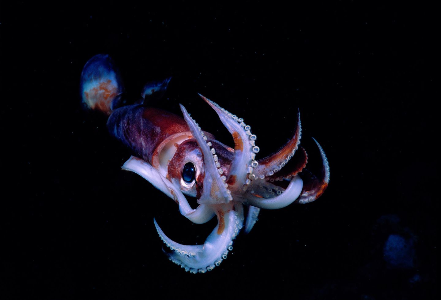 Kurzflossenkalmar Vor 100 Jahren haben sie sich höchstens mal in die Nordsee verirrt, doch dank der steigenden Temperaturen breiten sich Tintenfische auch bei uns zunehmend aus. Seit Neuestem hat sich etwa der Kurzflossenkalmar in der Nordsee etabliert. Fangdaten zeigen laut den Thünen-Instituten, dass sich darum nun eine Fischerei entwickelt. So könnte es die Kalmare bald auf immer mehr Speisekarten norddeutscher Restaurants geben. Bei den fremden Arten kommt es immer auf die Perspektive an, ob ein Tier oder eine Pflanze positiv oder negativ gesehen wird. Die Verbreitung des Kurzflossenkalmars ist manchen vielleicht gleichgültig, Fischer oder Köche werden sich aber wahrscheinlich darüber freuen.