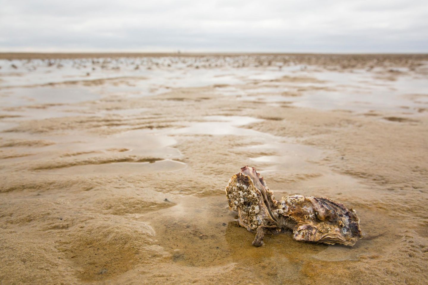 Pazifische Auster Sie wurde in den 1980er-Jahren ins Wattenmeer gebracht, um sie zu züchten. Und schon bald als invasiv betrachtet: Die pazifische Auster würde etwa den Vögeln ihre Nahrung rauben, weil sie durch ihre Größe viel Platz beansprucht und Larven anderer Muscheln frisst. Zum Teil ist da auch etwas dran: Eiderenten zum Beispiel können nur schwer die dicke Schale der Austern knacken. Ihnen bricht eine Nahrungsquelle weg. Aber das Bild der Auster hat sich gewandelt: Für das Ökosystem als Ganzes sei die Auster laut Professor Karsten Reise vom Alfred-Wegener-Institut "ein Segen": Die fremde Art ist besser an wärmere Bedingungen angepasst, und die heimischen Miesmuscheln finden in den Riffen Schutz vor Vögeln. Außerdem wachsen die Riffe der pazifischen Auster, sobald der Meeresspiegel ansteigt. Somit wirkt sie wie ein Wellenbrecher und schützt unsere Küsten vor den zunehmenden Folgen der Klimakrise.