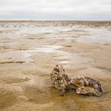Sie wurde in den 1980er-Jahren ins Wattenmeer gebracht, um sie zu züchten. Und schon bald als invasiv betrachtet: Die pazifische Auster würde etwa den Vögeln ihre Nahrung rauben, weil sie durch ihre Größe viel Platz beansprucht und Larven anderer Muscheln frisst. Zum Teil ist da auch etwas dran: Eiderenten zum Beispiel können nur schwer die dicke Schale der Austern knacken. Ihnen bricht eine Nahrungsquelle weg. Aber das Bild der Auster hat sich gewandelt: Für das Ökosystem als Ganzes sei die Auster laut Professor Karsten Reise vom Alfred-Wegener-Institut "ein Segen": Die fremde Art ist besser an wärmere Bedingungen angepasst, und die heimischen Miesmuscheln finden in den Riffen Schutz vor Vögeln. Außerdem wachsen die Riffe der pazifischen Auster, sobald der Meeresspiegel ansteigt. Somit wirkt sie wie ein Wellenbrecher und schützt unsere Küsten vor den zunehmenden Folgen der Klimakrise.