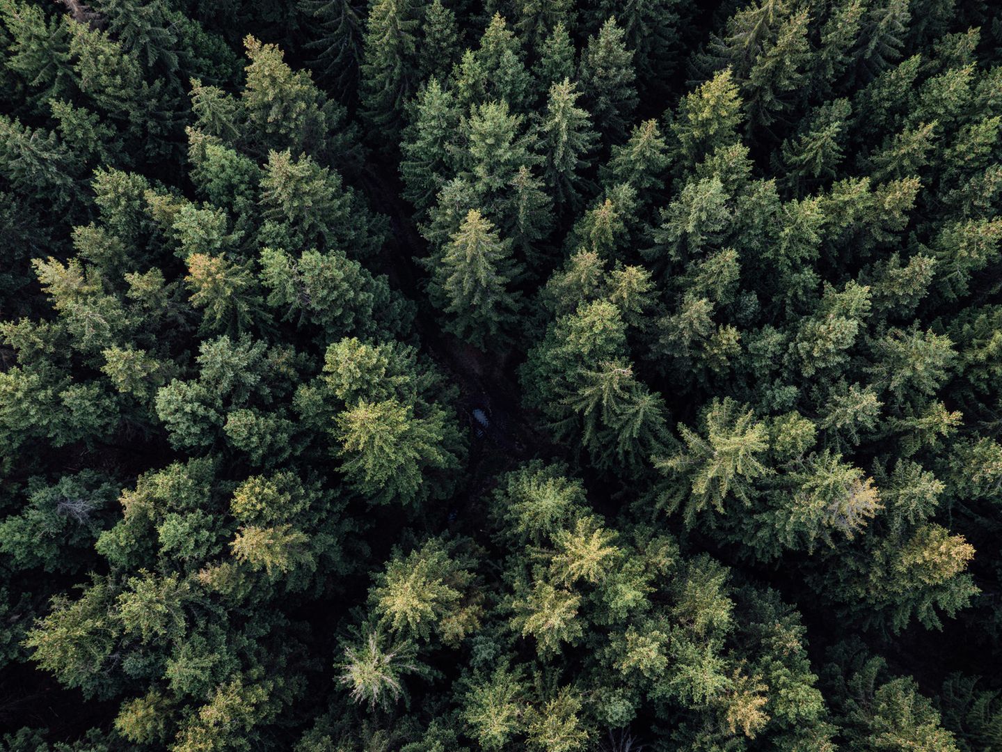 Fichte Ursprünglich war die Fichte auch eine fremde Art – zumindest im deutschen Flachland. Seit dem Beginn des 18. Jahrhunderts wurde der nordische Baum dort gezielt kultiviert und hat sich zum "Brotbaum" der Förster entwickelt. Noch ist die Fichte die häufigste Baumart in den deutschen Wäldern. Doch die Klimakrise und der Borkenkäfer zerstören große Bestände. Welche Baumart sollte also der nächste Brotbaum werden? Vielleicht eine andere fremde, oft als schädlich gesehene Art: die Douglasie. In Monokulturen angepflanzt, verdrängt sie andere Arten. Doch laut der Bayerischen Landesanstalt für Wald und Forstwirtschaft stellt sie im Hinblick auf immer knapper werdende Nadelbäume eine "sinnvolle Alternative zur Fichte dar". Sie sei resistenter gegenüber den zunehmend höheren Temperaturen. Und was ist mit der Biodiversität? Es kommt nach einer Untersuchung Freiburger Forschender darauf an, zu welchem Anteil die Douglasie in einen Wald gebracht wird, ob sie den anderen Pflanzen dort schadet. In manchen Fällen kann sie die Zahl der Arten sogar steigern.