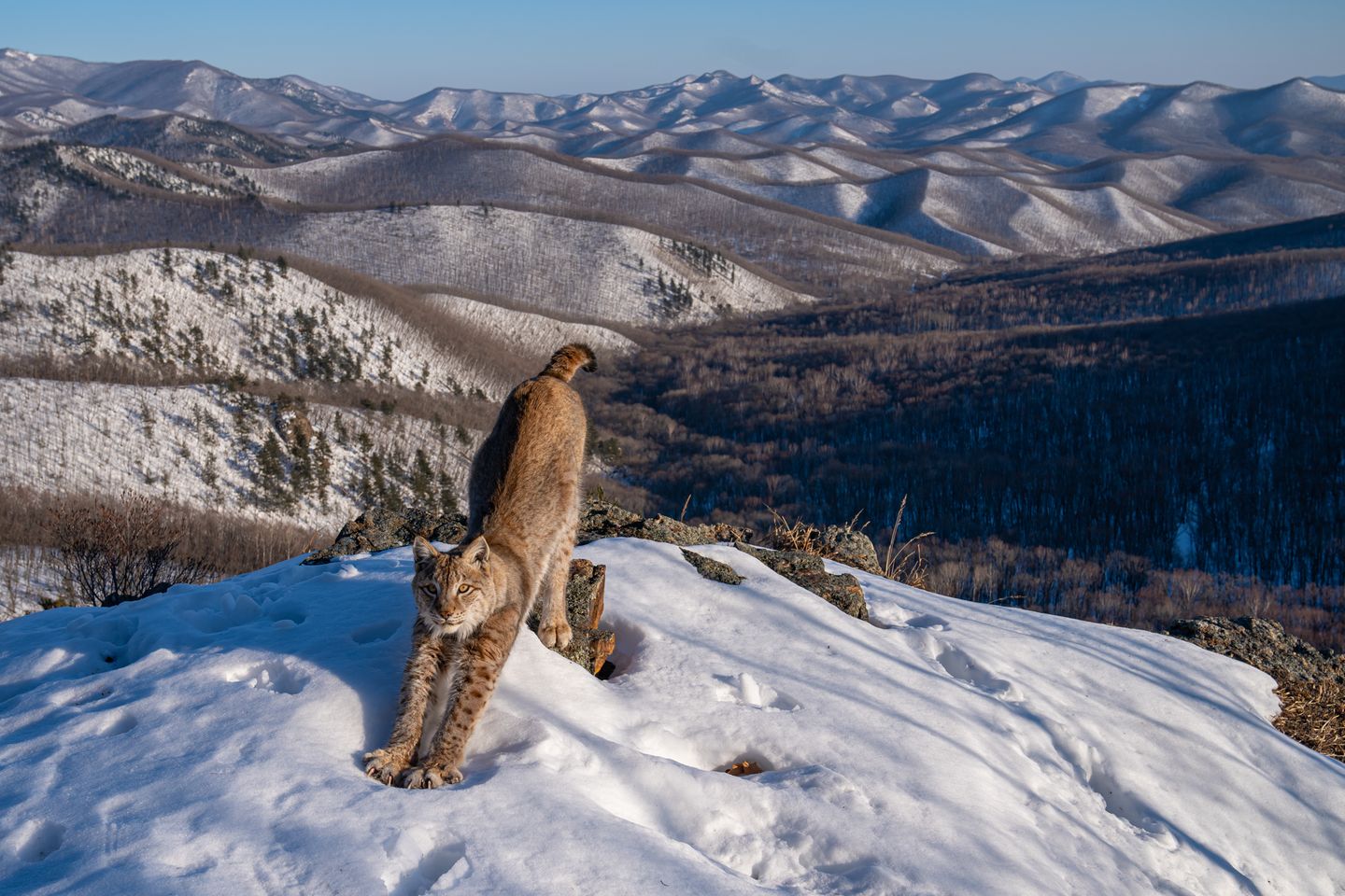 Die Grenze des Luchses Amur-Luchs streckt sich