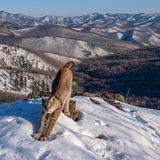 Amur-Luchs streckt sich