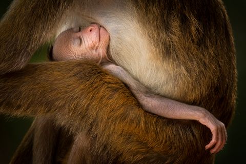 Toque-Makakenbaby  an der Brust seiner Mutter