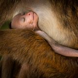 Toque-Makakenbaby  an der Brust seiner Mutter