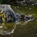 Kräftemessen in den Feuchtgebieten des brasilianischen Pantanal. Eine gelbe Anakonda hat sich um die Schnauze eines Yacaré-Kaimans gewunden. Beide Tiere sind gefährliche Raubtiere, die sich gegenseitig fressen könnten, doch es bleibt unklar, wer hier der Angreifer ist. Preisträgerin Karine Aigner entdeckte die ungewöhnliche Begegnung, als sie Sumpfhirsche fotografieren wollte.