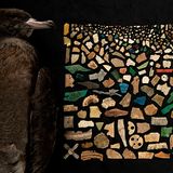 Plastikteile neben einem toten Vogel