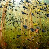 Millionen von Kaulquappe zwischen grünen Algen