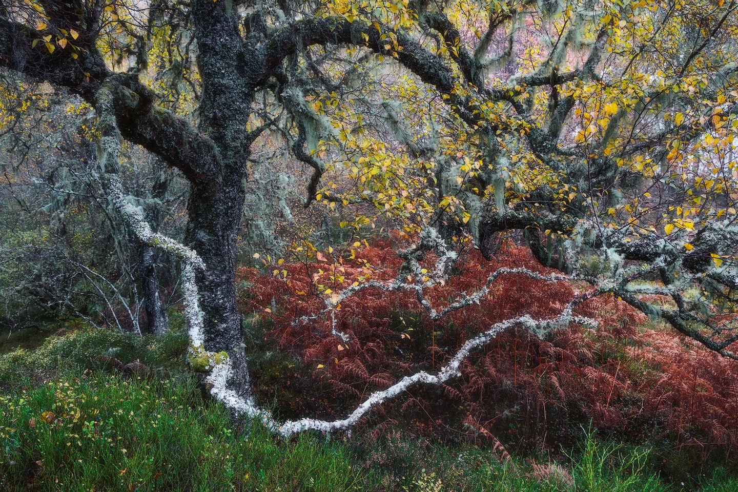 Knorrige alte Birke in Schottland
