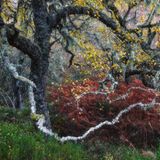 Knorrige alte Birke in Schottland