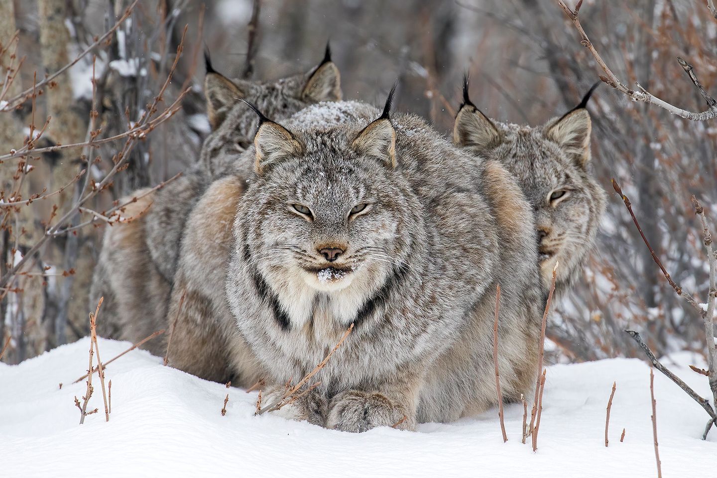 Luchse im Schnee