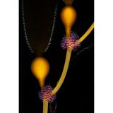 Laichstränge um eine Alge gewickelt