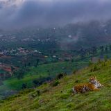 bengalisches Tigerweibchen