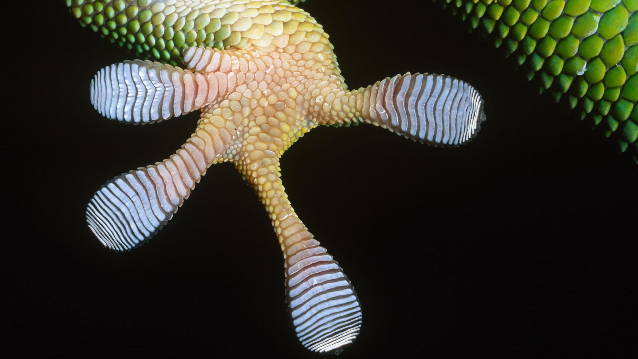 Unterseite eines Gecko-Fusses