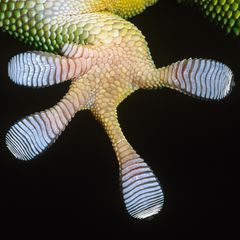 Unterseite eines Gecko-Fusses