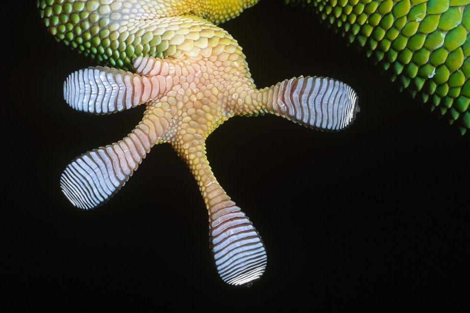 Unterseite eines Gecko-Fusses 1.5261