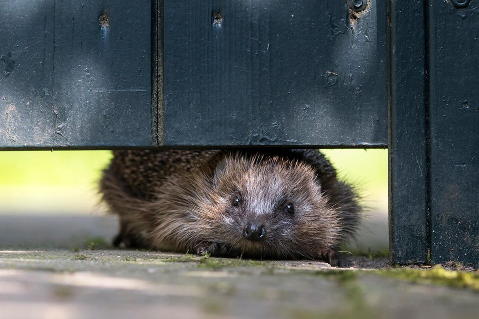 Ein Igel schlüpft durch ein Loch im Zaun