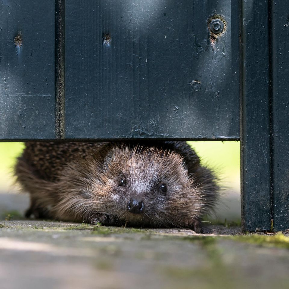 Ein Igel schlüpft durch ein Loch im Zaun