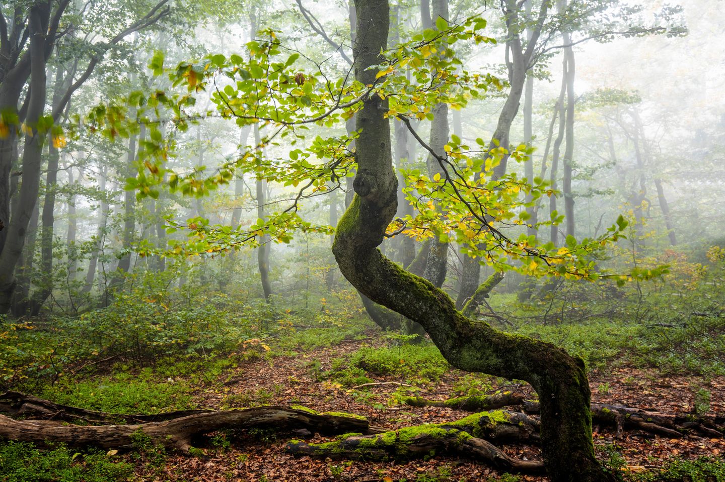 Krummgewachsene Buche im Wald, Nebel