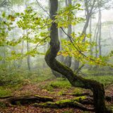 Krummgewachsene Buche im Wald, Nebel