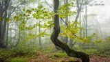 Krummgewachsene Buche im Wald, Nebel
