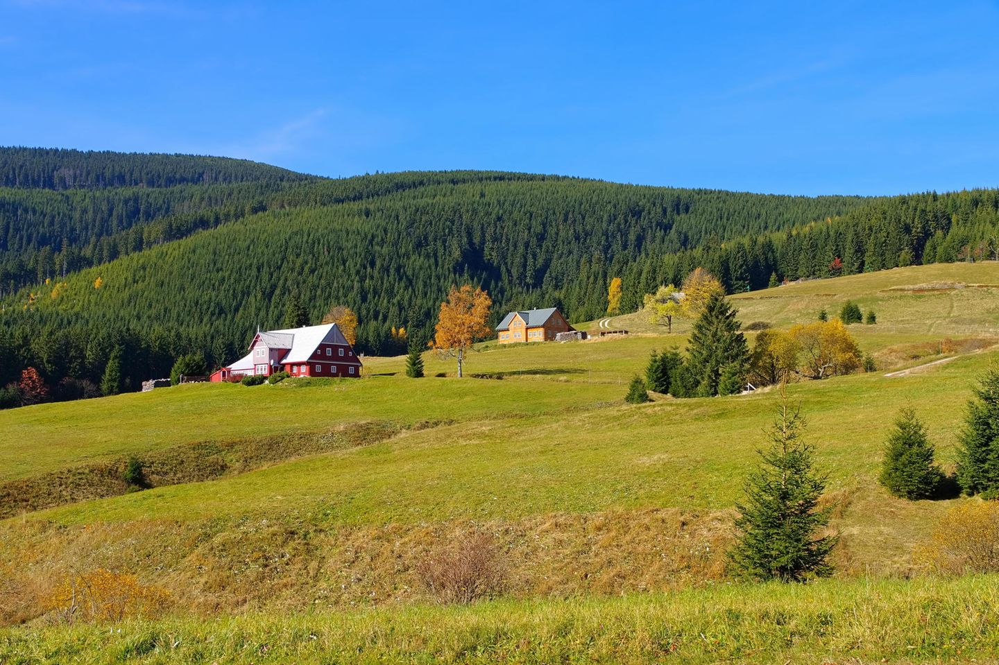 Hügel mit Wald, im Hintergrund alte Häuser