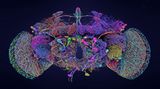 Der Schaltplan des Nervensystems der Taufliege Drosophila melanogaster