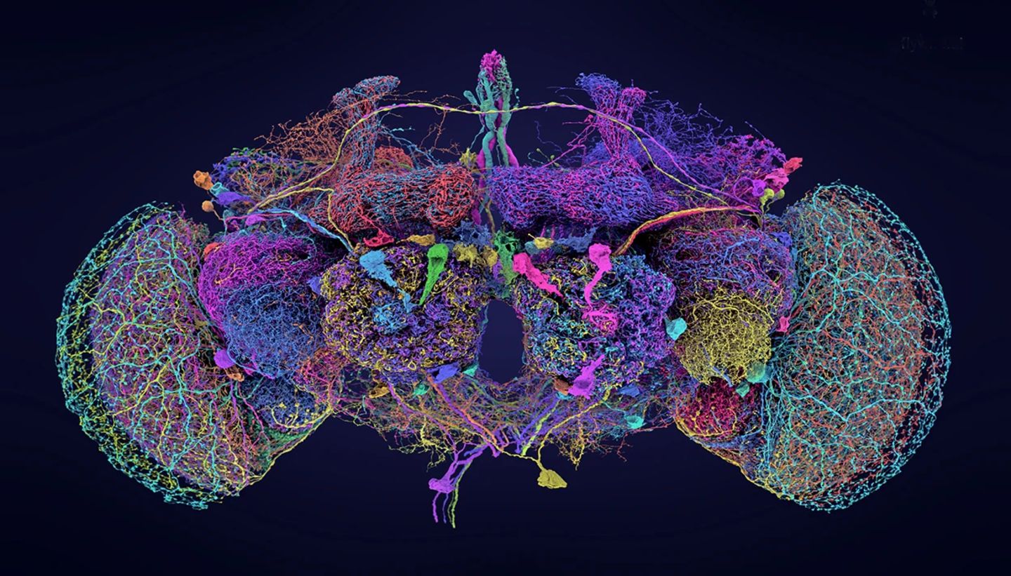 Der Schaltplan des Nervensystems der Taufliege Drosophila melanogaster