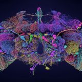 Der Schaltplan des Nervensystems der Taufliege Drosophila melanogaster