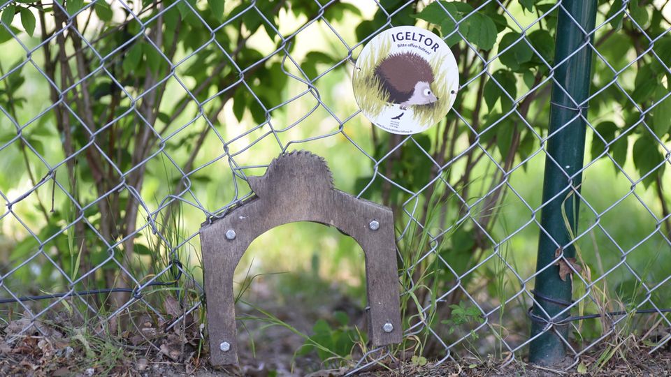 Gärten vernetzen: Wer kreativ werden möchte, verziert den Durchgang mit einem Rahmen. Eine Bauanleitung stellt die Deutsche Wildtier Stiftung online bereit. Wer kreativ werden möchte, verziert den Durchgang mit einem Rahmen. Eine Bauanleitung stellt die Deutsche Wildtier Stiftung online bereit.