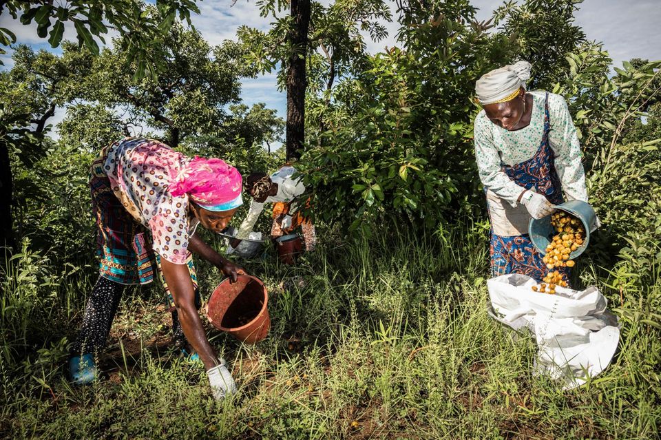 Frauen sammeln Früchte