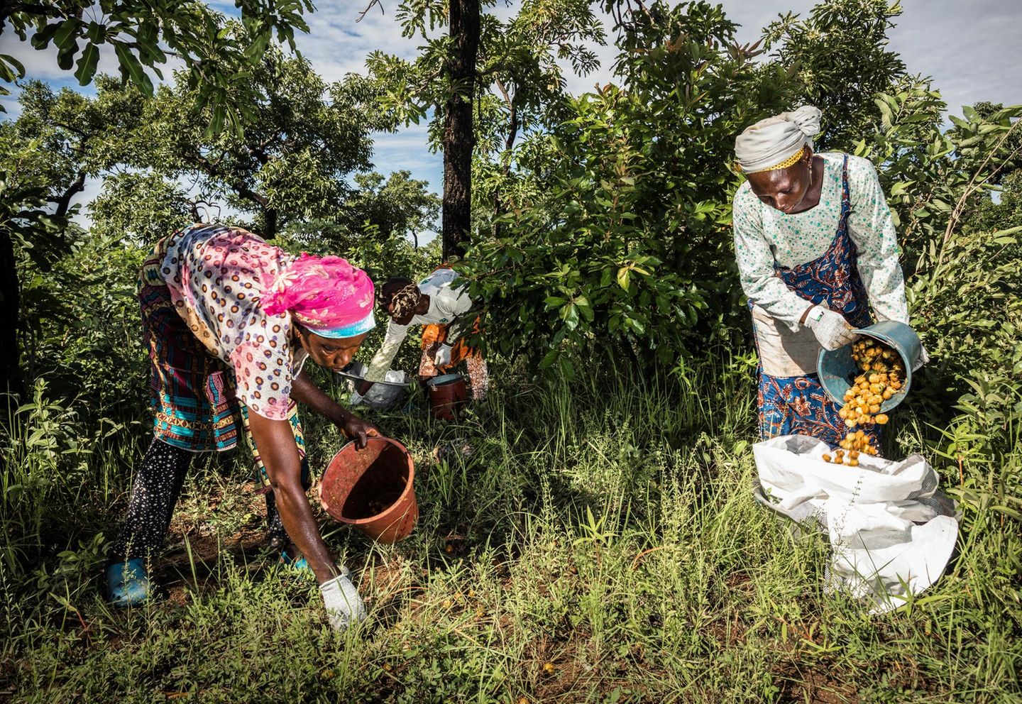 Frauen sammeln Früchte